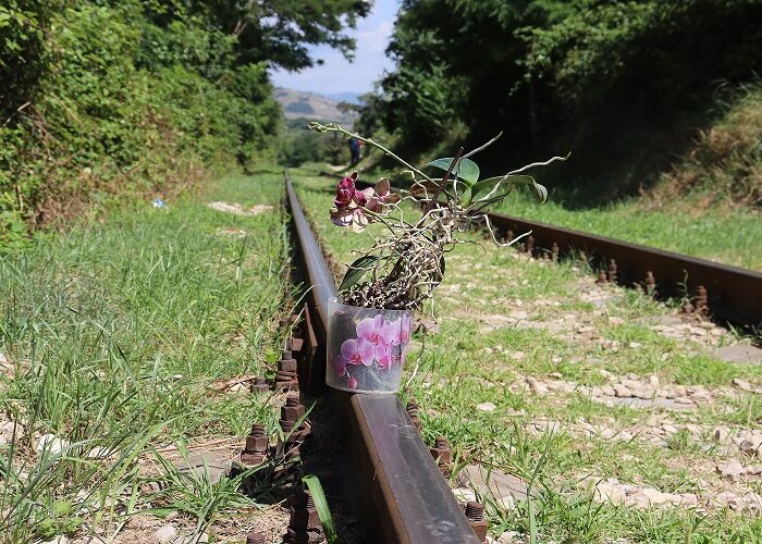 Ориби Каммпирр — Судьбоносная орхидея