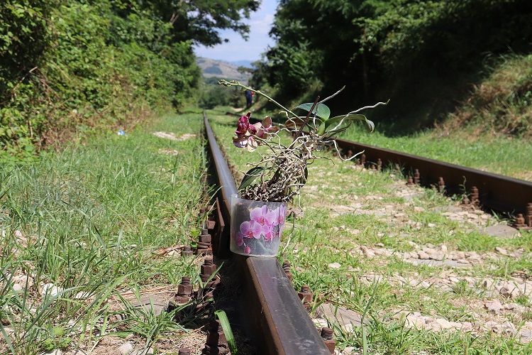 Ориби Каммпирр — Судьбоносная орхидея