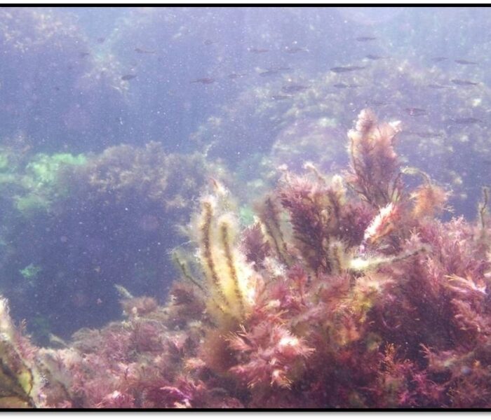 Ориби Каммпирр — Летние приключения