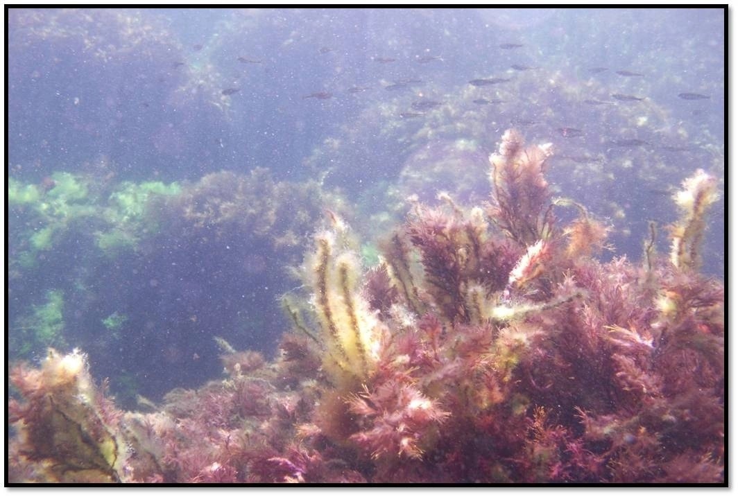 Ориби Каммпирр — Летние приключения